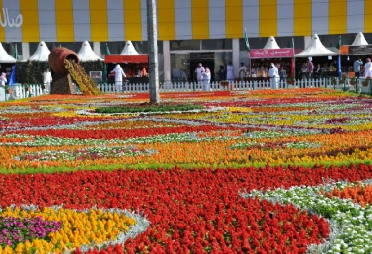 مهرجان الزهور العام الماضي في منطقة الشفا