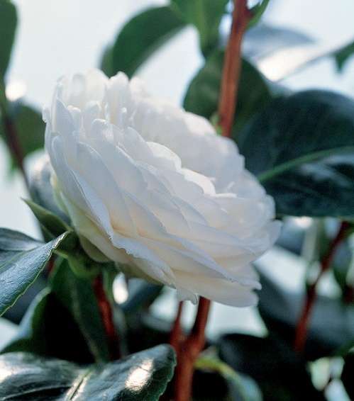 زهرة الكاميليا التي صارت رمزاً للأنوثة والنقاء مع CHANEL 