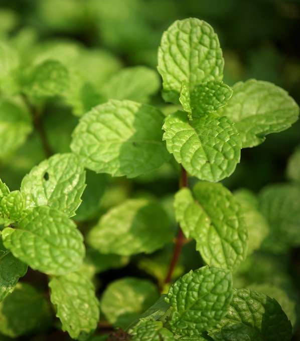 النعناع...دواء الطبيعة للتخفيف من احمرار الجلد والتهاباته 