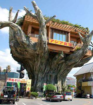 منزل يابانيّ معلّق في جزع شجرة ضخم!