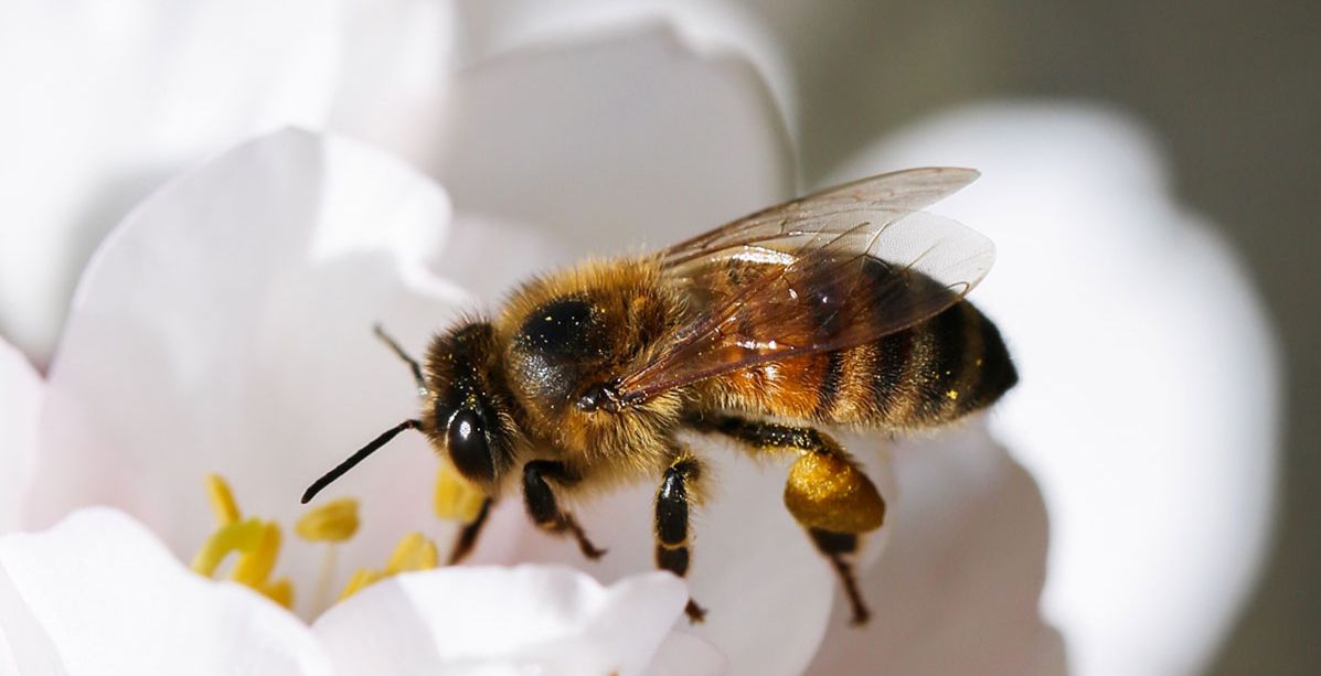 هل وجود النحل في البيت يدل على الرزق