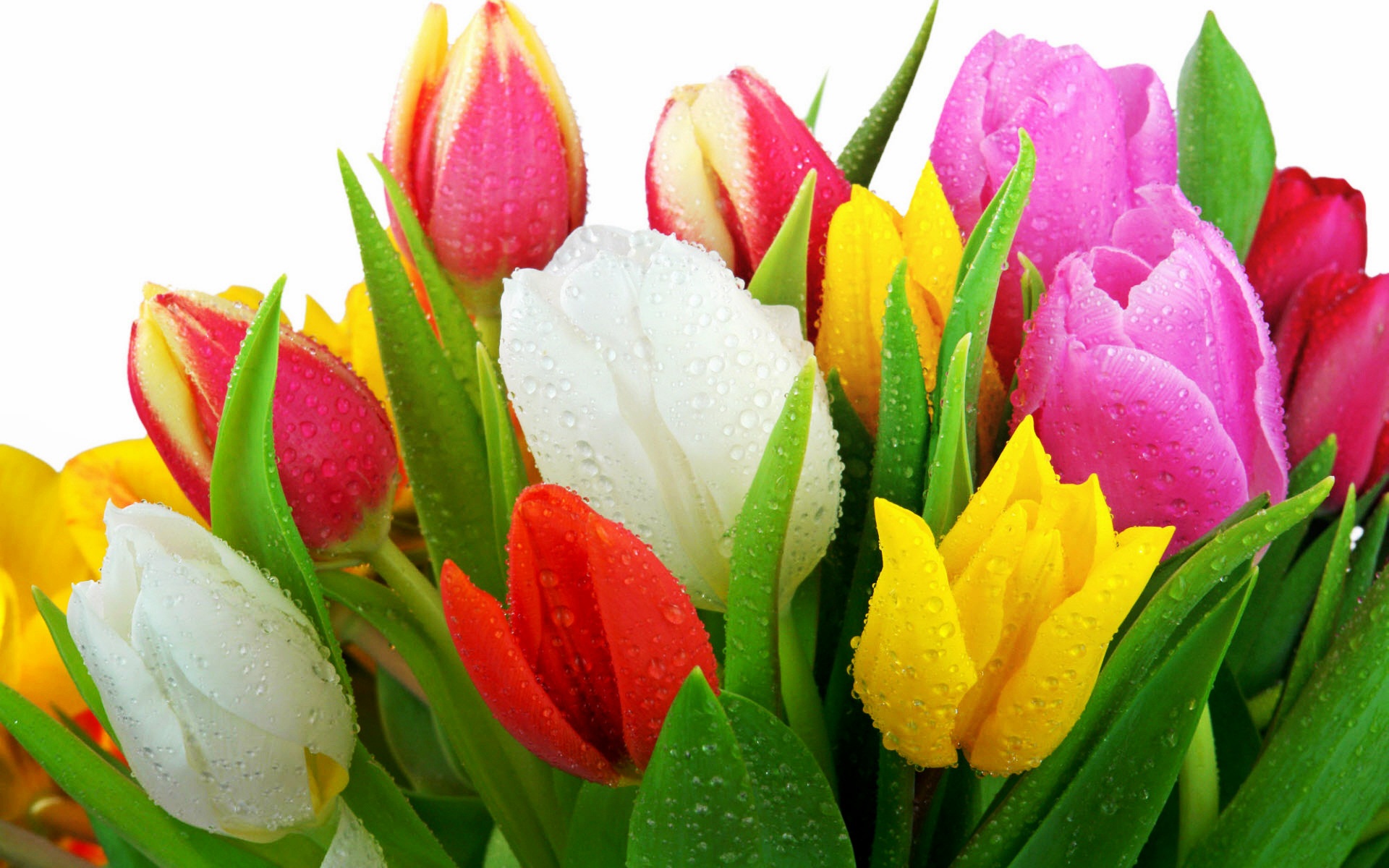 أزهار التوليب