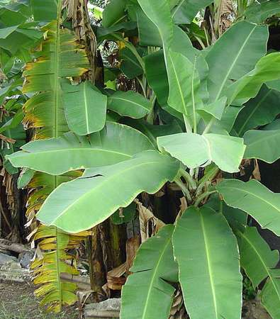 مادة Allatoin التي نجدها في تركيبة كريمات العناية بالبشرة مستخرجة من أوراق الموز.