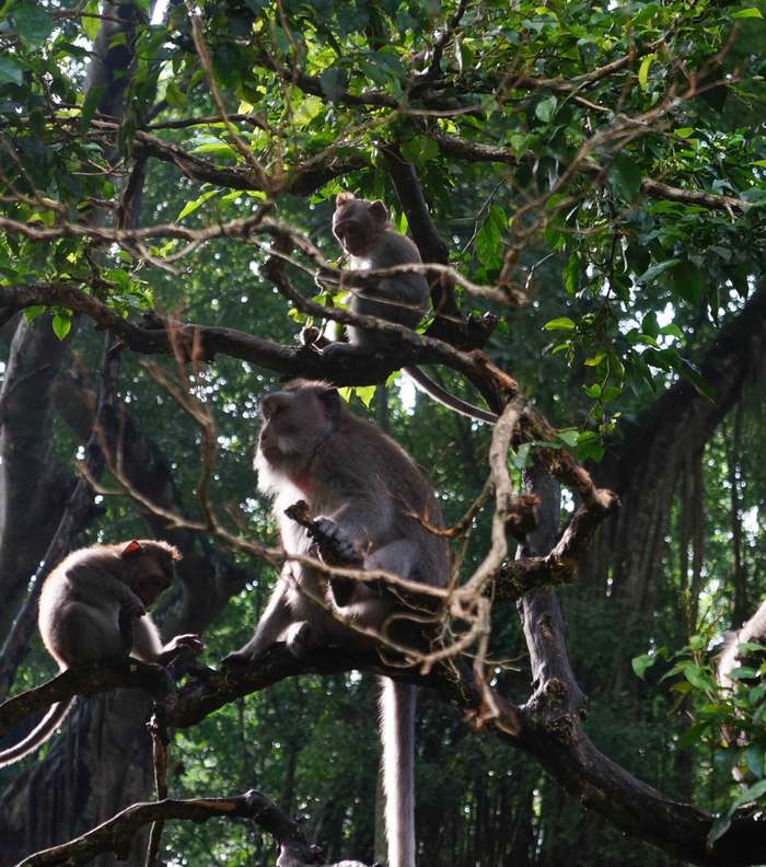 عبرّي عن حبّك للحيوانات في غابة القرود في اوبود