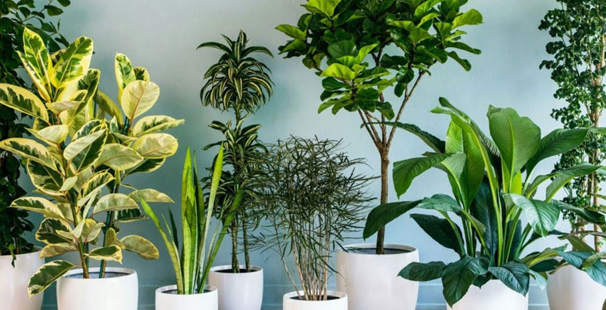 ابرز انواع النباتات الداخلية التي يمكن زراعتها في المنزل