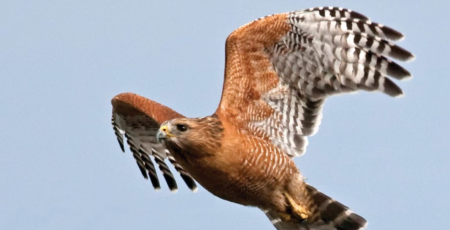 تفسير الصقر في المنام