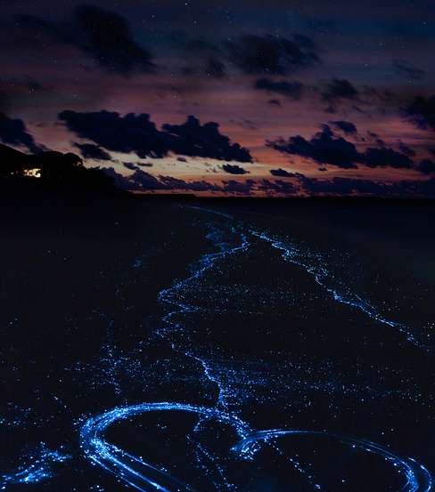 شاطئ النجوم في جزيرة Vaadhoo المالديفية
