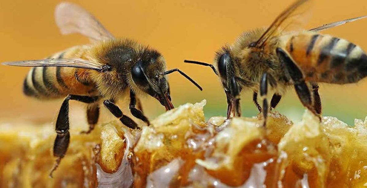 ما هي لغة التخاطب عند النحل؟