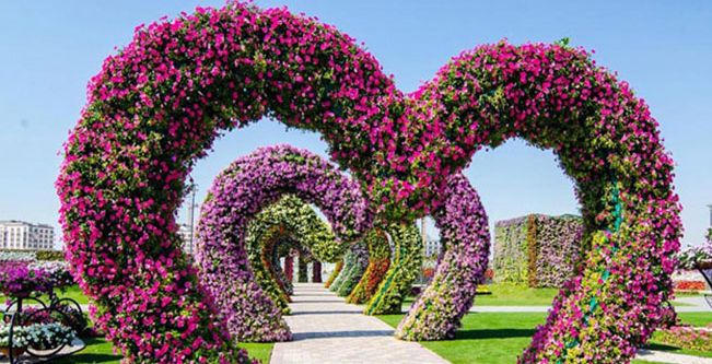 حديقة دبي ميراكل الأزهار في دبي