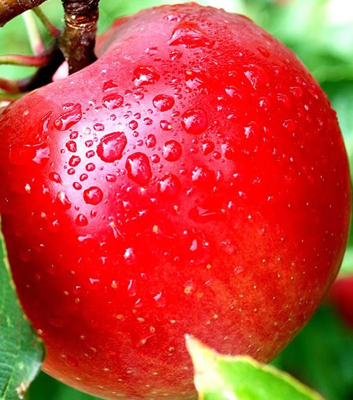 عصير التفاح علاج طبيعي لقشرة الشعر
