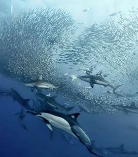 السردين في جنوب إفريقيا