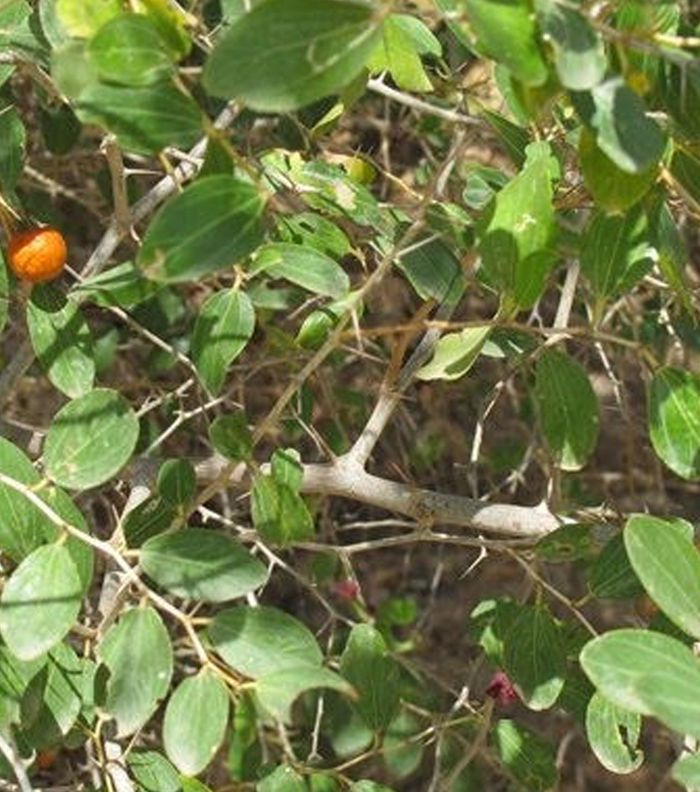 خلطه تبيض طبيعيه