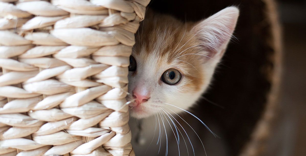 فيروس كورونا القطط هل تنقل المرض ام لا؟