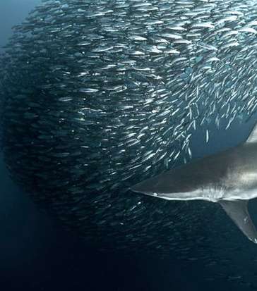 السردين في جنوب إفريقيا