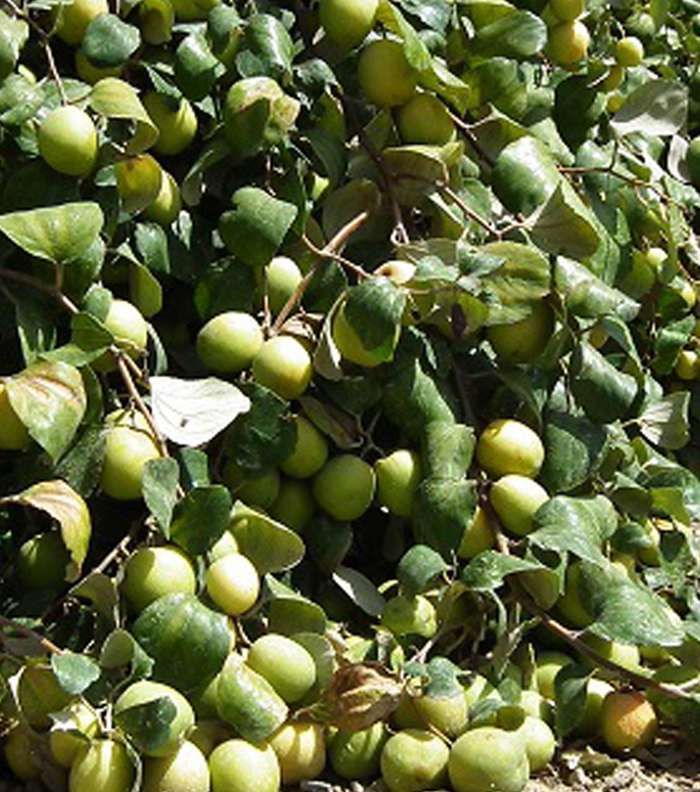 خلطات تبييض اليدين