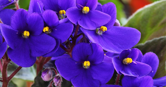 أزهار البنفسج