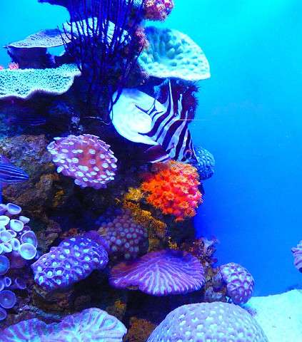 في أكواريوم استراليا ستأسرك أشكال الأسماك الغريبة التي تبلغ الـ11500 نوع إضافةً الى الشعب المرجانية الأكبر في العالم