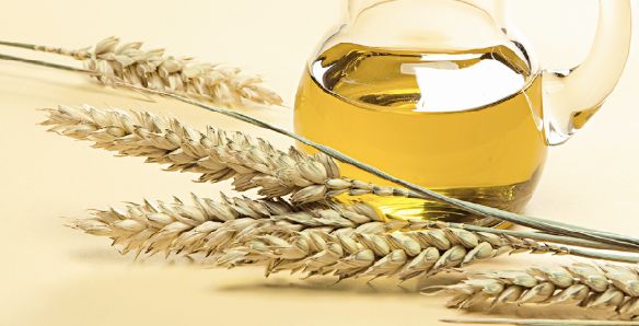 فوائد زيت جنين القمح للبشرة | منافع وخلطات من زيت جنين القمح