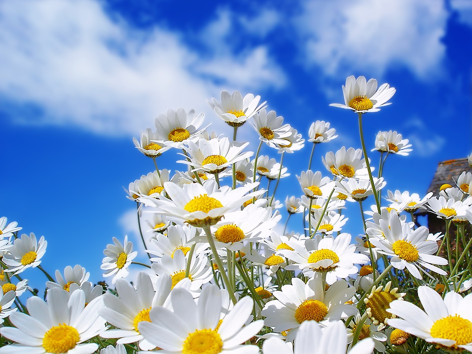 أزهار البابونج