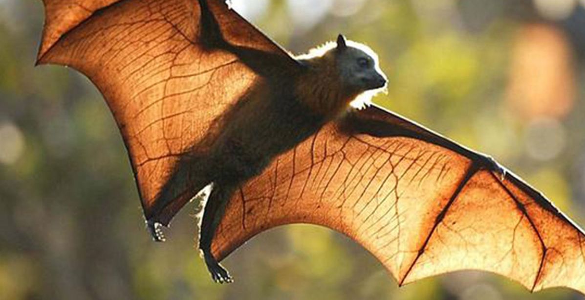 ما هو الحيوان الذي لا يلد ولا يبيض؟