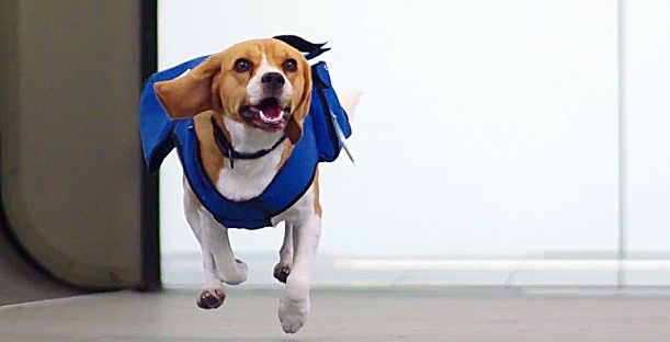 فيديو لكلب يقوم بإرحاع الأغراض الضائعة لأصحابها على متن الطائرة