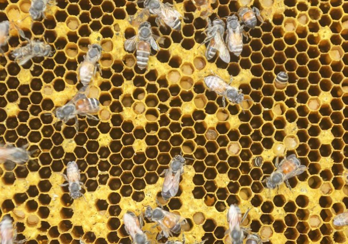 فوائد سم النحل للبشرة 