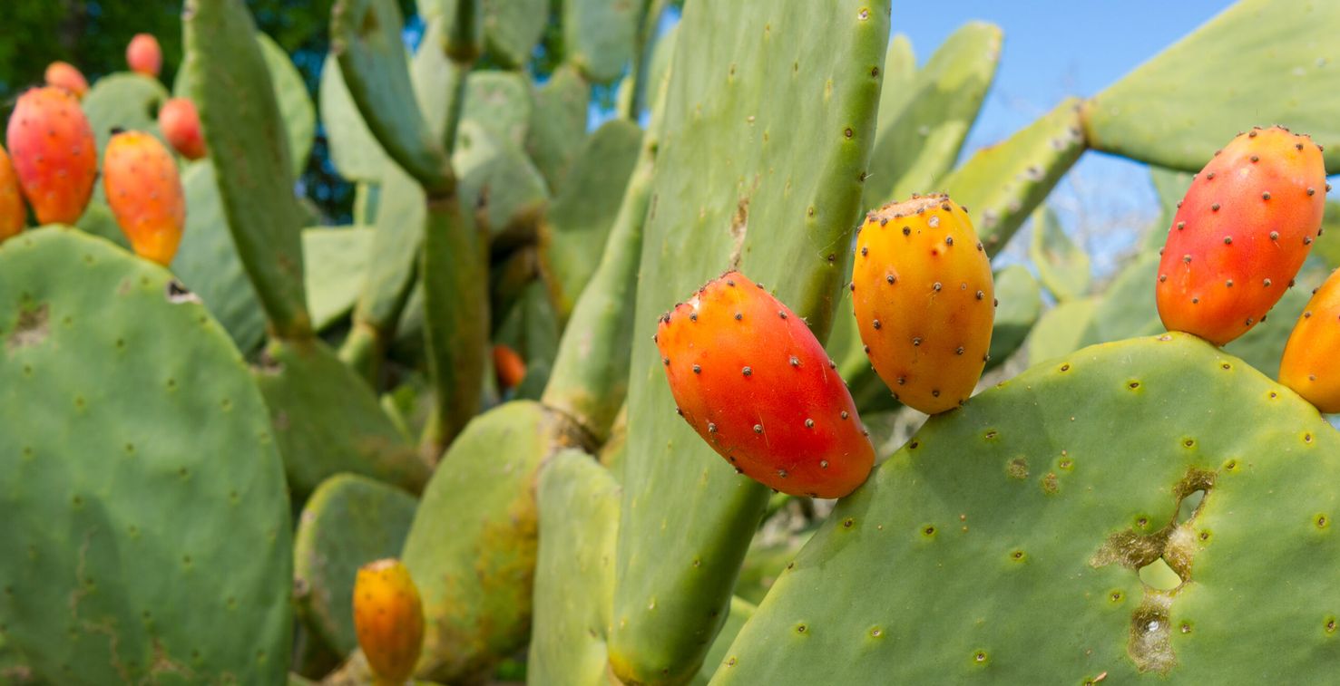 فوائد الصبار للبشرة | خلطات عناية بالبشرة من الصبار