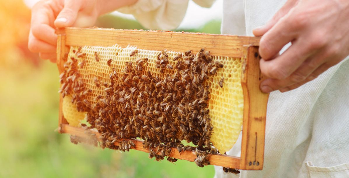 هناء الألمعي أول نحّالة سعودية تنتج وتبيع العسل الطبيعي في رجال ألمع