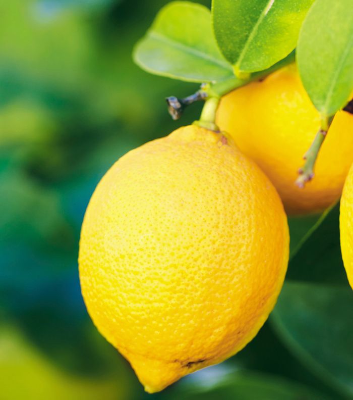 صور عن فوائد الليمون والماء