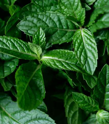 peppermint-1-10-2010-1