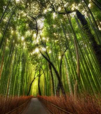 غابات الخيزران، اليابان