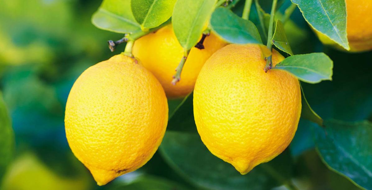 هل الليمون فاكهة ام خضار؟