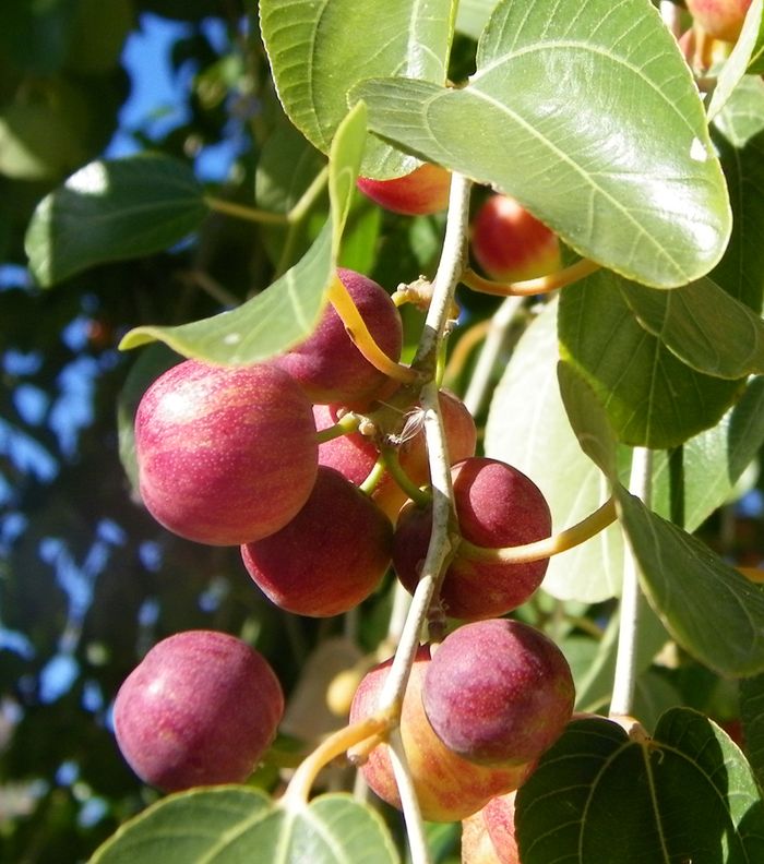طريقة لتنعيم الشعر