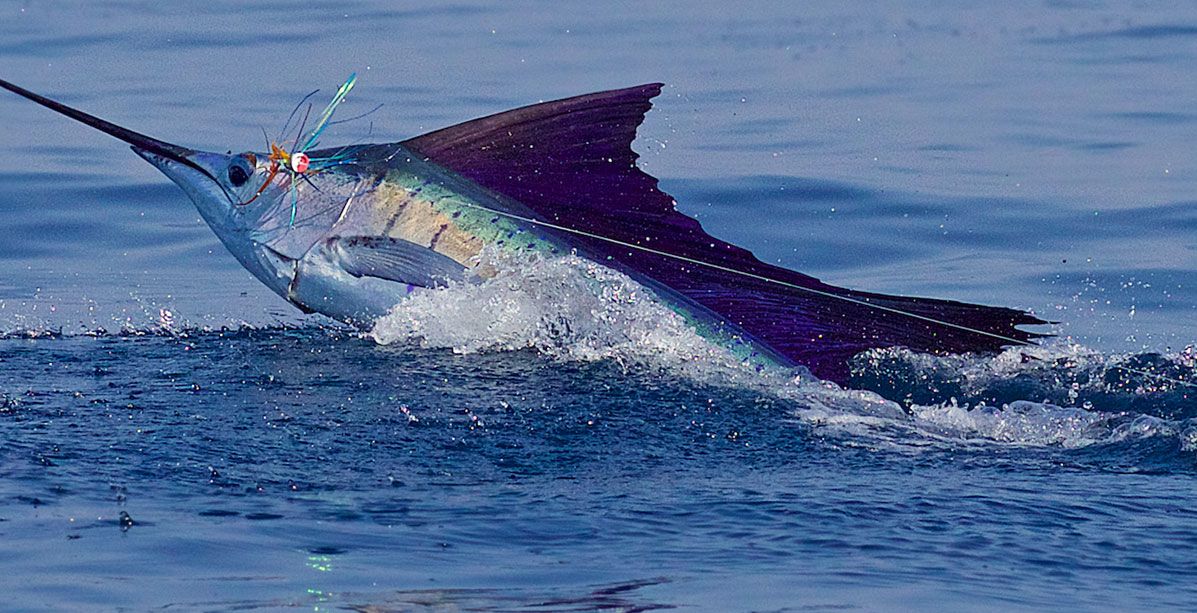 ما هي اسرع المخلوقات البحرية؟