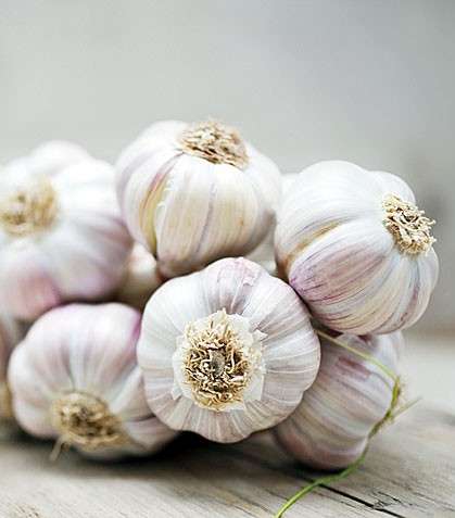 ما هي فوائد الثوم الصحية | حسنات الثوم على الصحة 