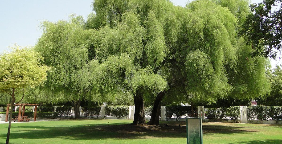 اسرع الاشجار نموا في السعودية