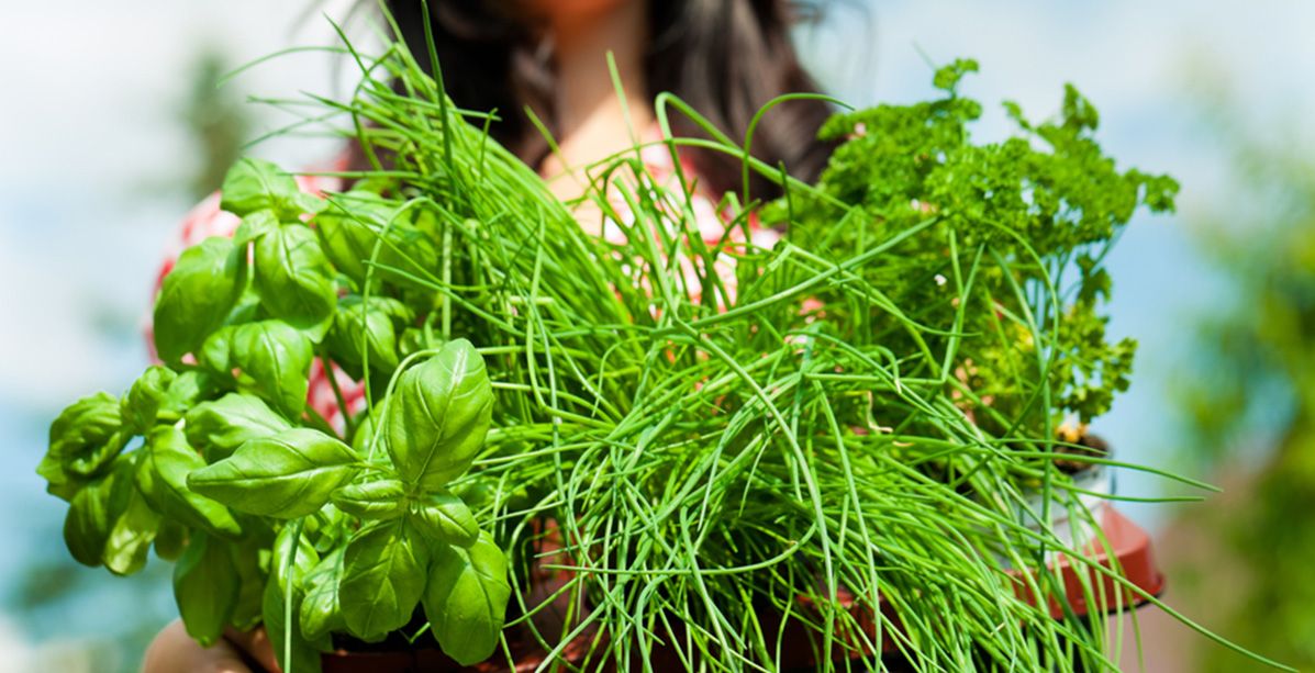 تناولي هذه الأعشاب السحرية وحافظي على تركيزك الدائم!