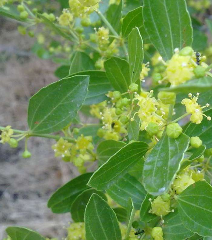 افضل وصفات لتفتيح البشرة