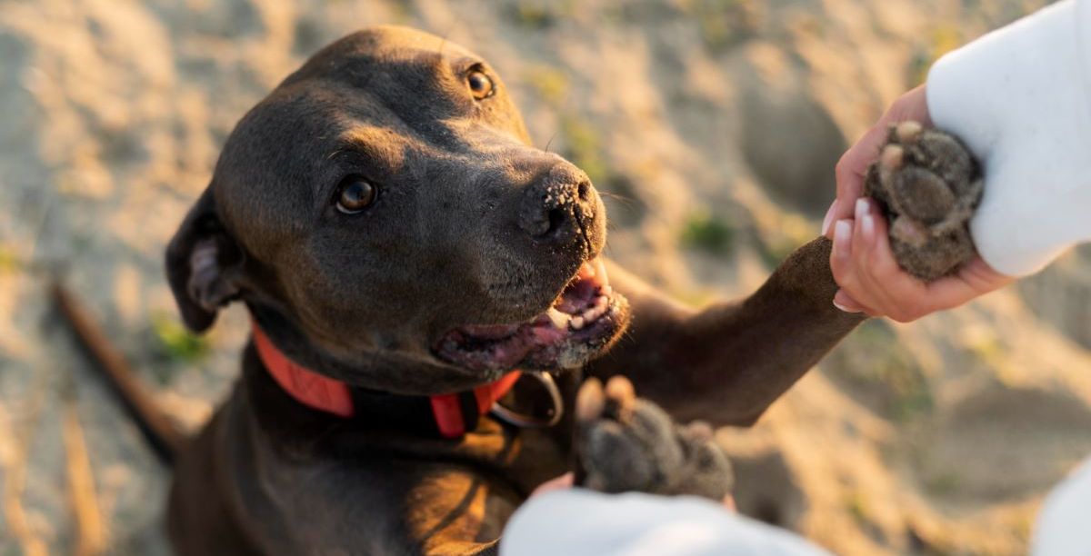 تفسير حلم الكلب الاسود 