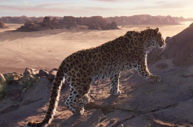 Panther, Jaguar, Leopard