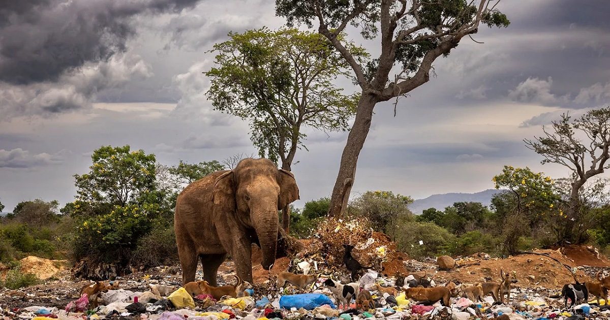 فيل بين القمامة في سريلانكا.