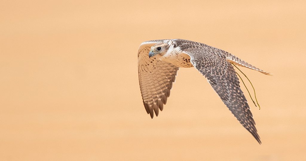 إطلاق النسخة الأولى من مسابقة كأس العلا للصقور