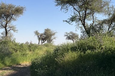 وادي الشوكي يُمثل جمال مناطق شمال الرياض في لوحة جمالية ساحرة