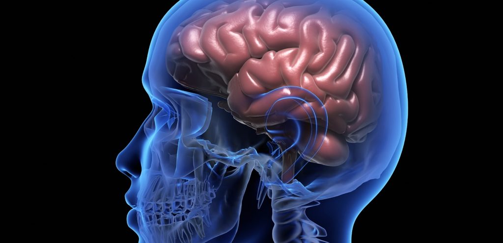 الدماغ البشري