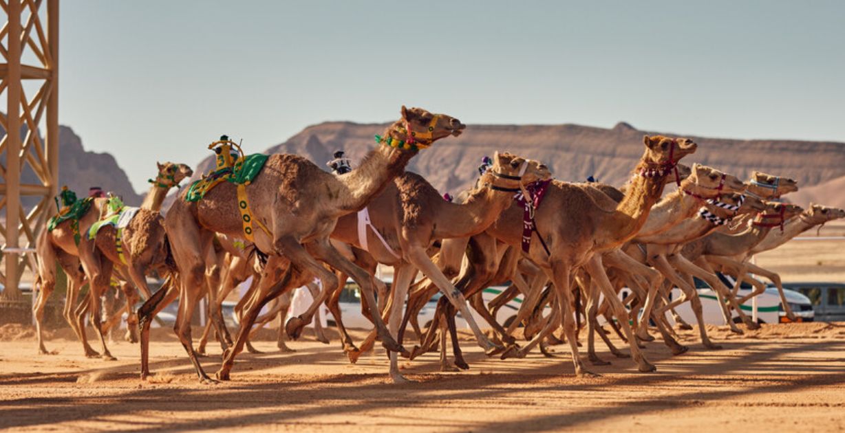 الهيئة الملكية لحافظة العُلا تُعلن عن موعد النسخة الثانية من كأس العُلا للهجن 2024