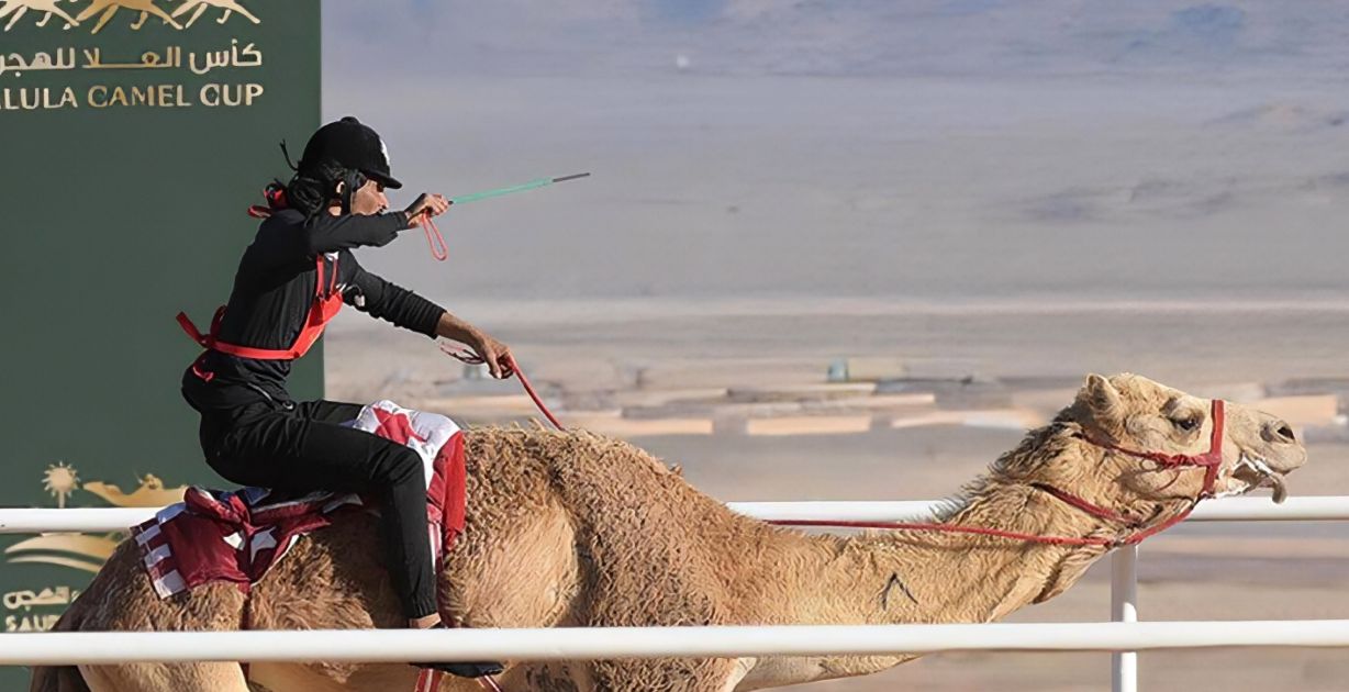 دليل فعاليات بطولة كأس العُلا للهجن 2024 بنسخته الثانية