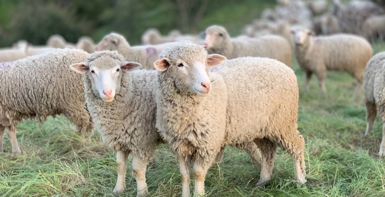 دعاء الاضحية عند الذبح