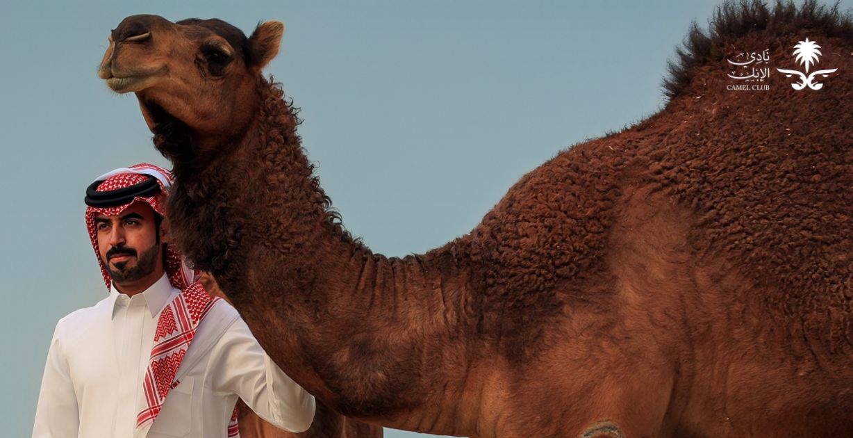 تربية ورعاية الإبل تخصص جامعي جديد في السعودية