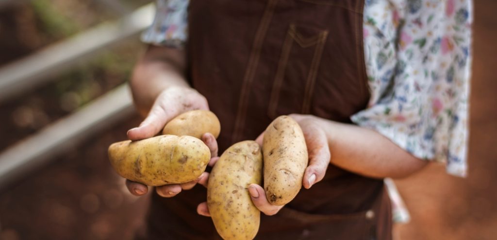 أبرزها ترطيبها وتفتيحها: فوائد البطاطس للبشرة لا تنتهي