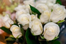 بوكيه ورد أبيض توليب: جمال الطبيعة الساحرة والأخاذة!